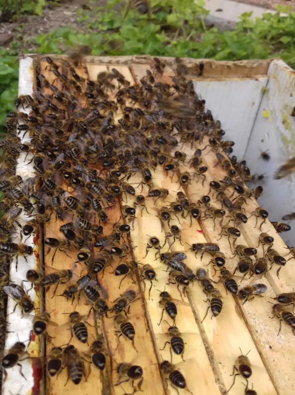 Abejas sobre los cuadros de una colmena abierta