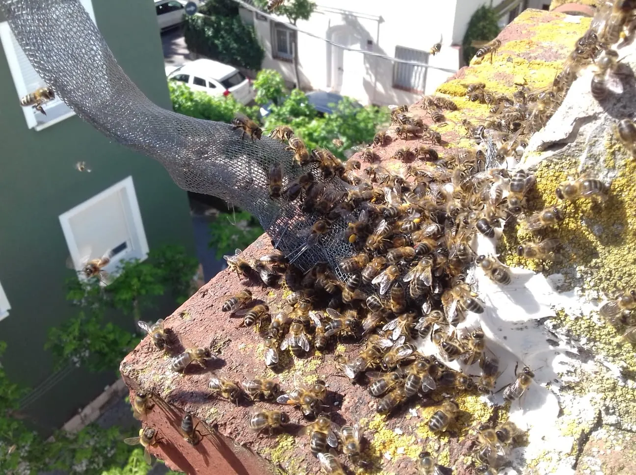 Enjambre de abejas agrupado sobre el muro de una fachada
