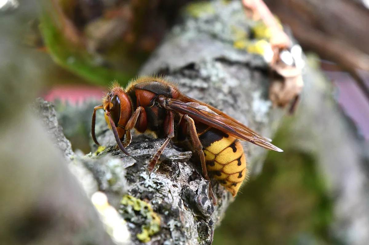 Avispa europea (Vespa crabro) sobre la rama de un árbol frutal: cabeza y tórax rojizos y abdomen amarillo con bandas negras
