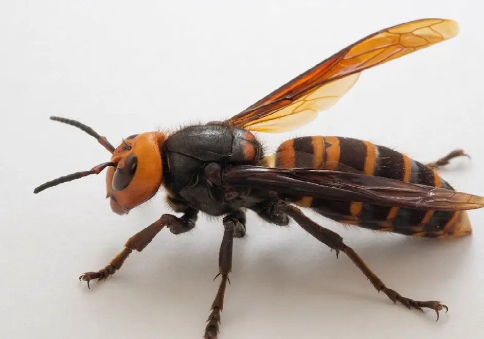 Referencia visual de avispón asiático Vespa mandarinia