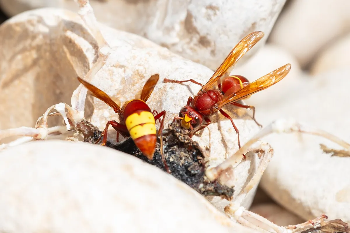 Dos avispas orientales Vespa orientalis de color marrón rojizo, con franjas amarillas en el abdomen y la cara amarilla