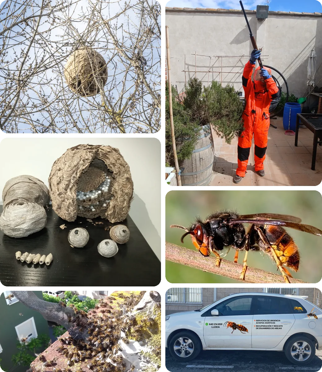 Collage de fotos de La Colmena: nido de avispa asiática en un árbol, nidos retirados, técnico con traje de protección y lanza telescópica, avispa asiática de cerca, enjambre de abejas y el vehículo de la empresa