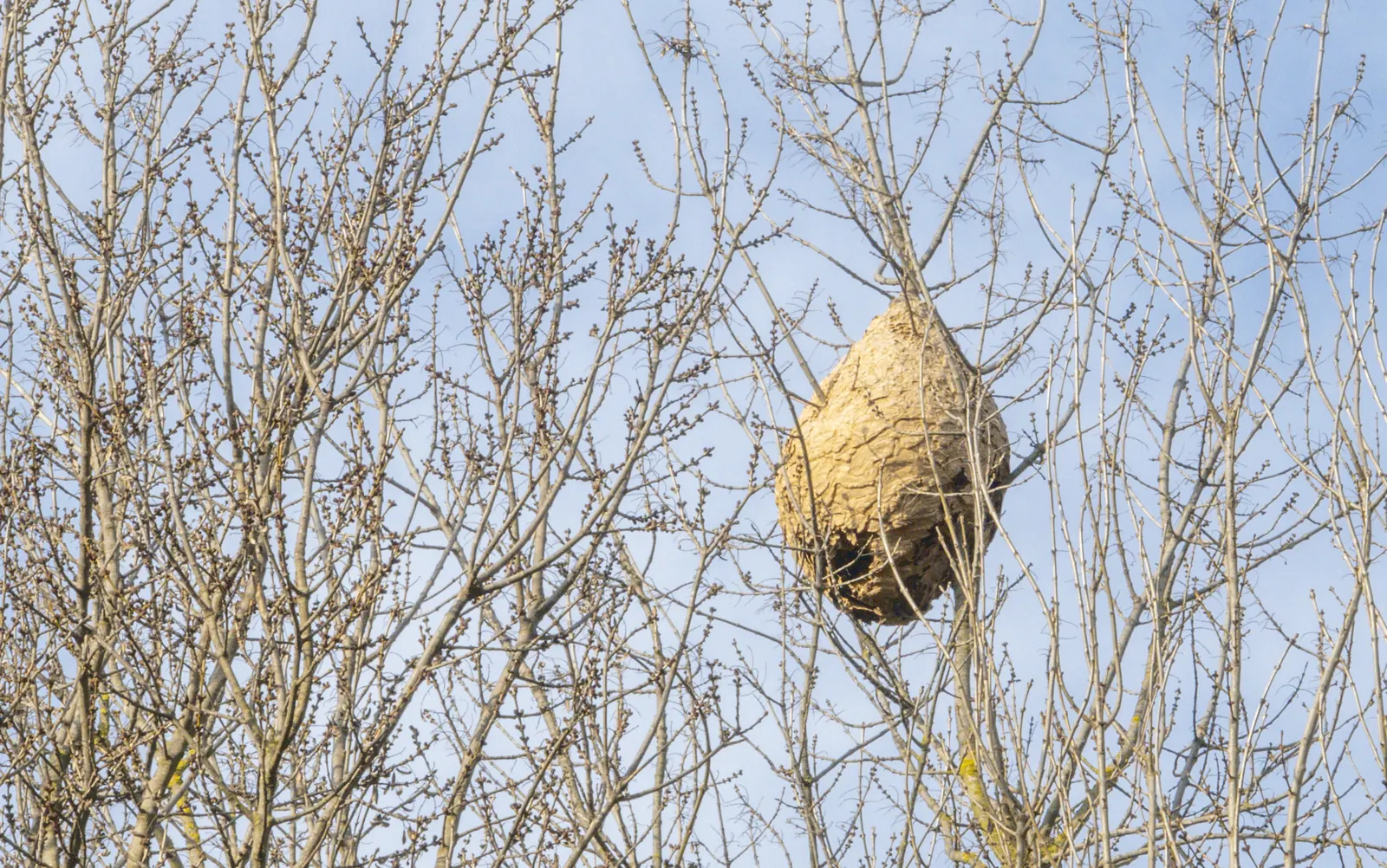Nido de avispa asiática entre las ramas de un árbol sin hojas
