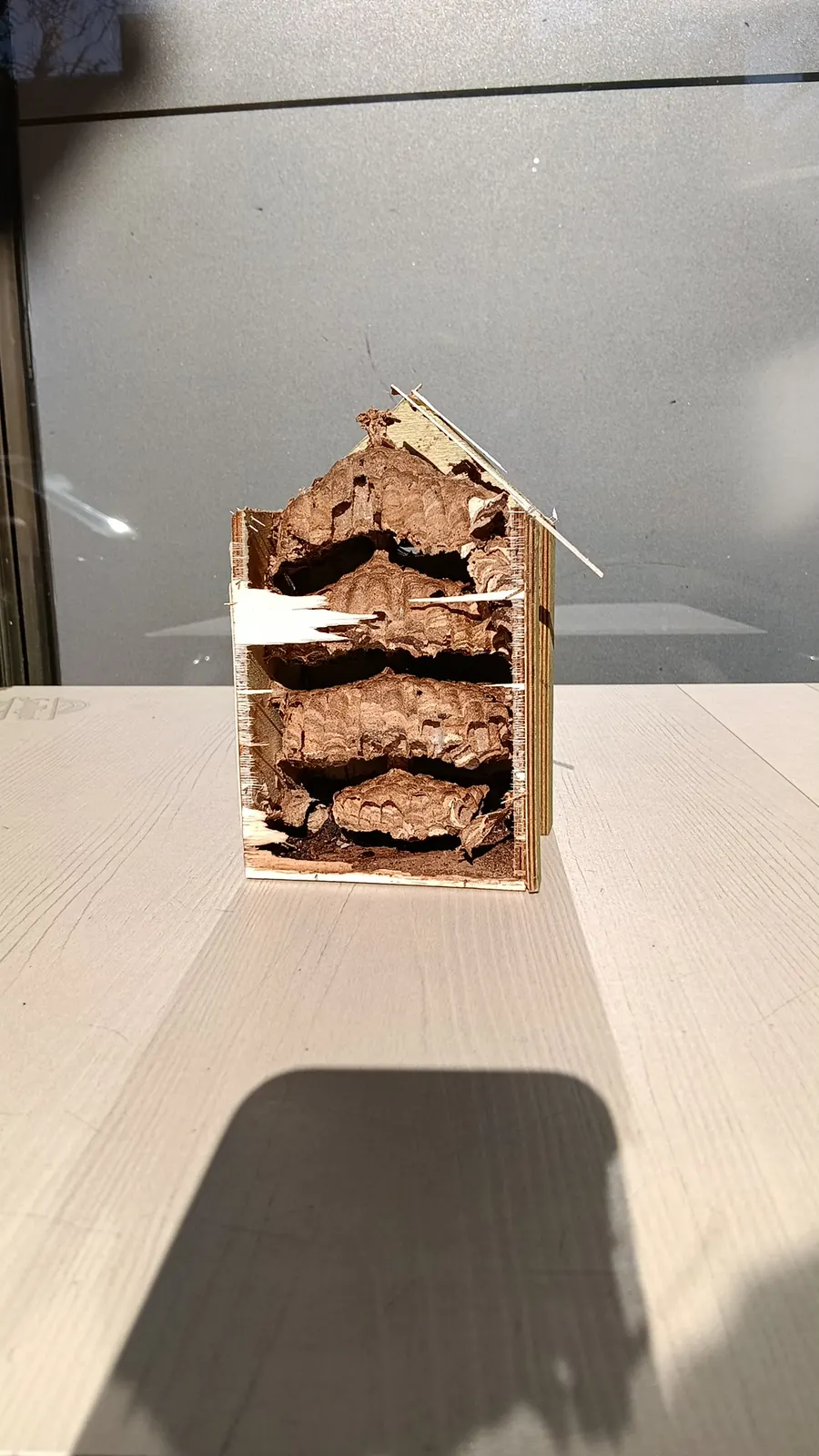 Nido de avispas dentro de una caja de madera abierta, con los panales apilados en varios pisos