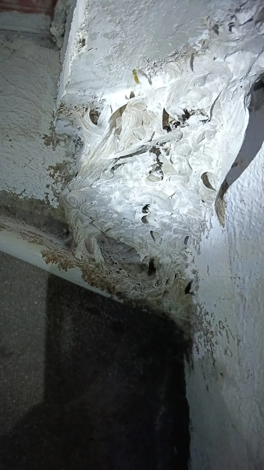 Nido de avispas de papel construido en un rincón de una estructura de hormigón