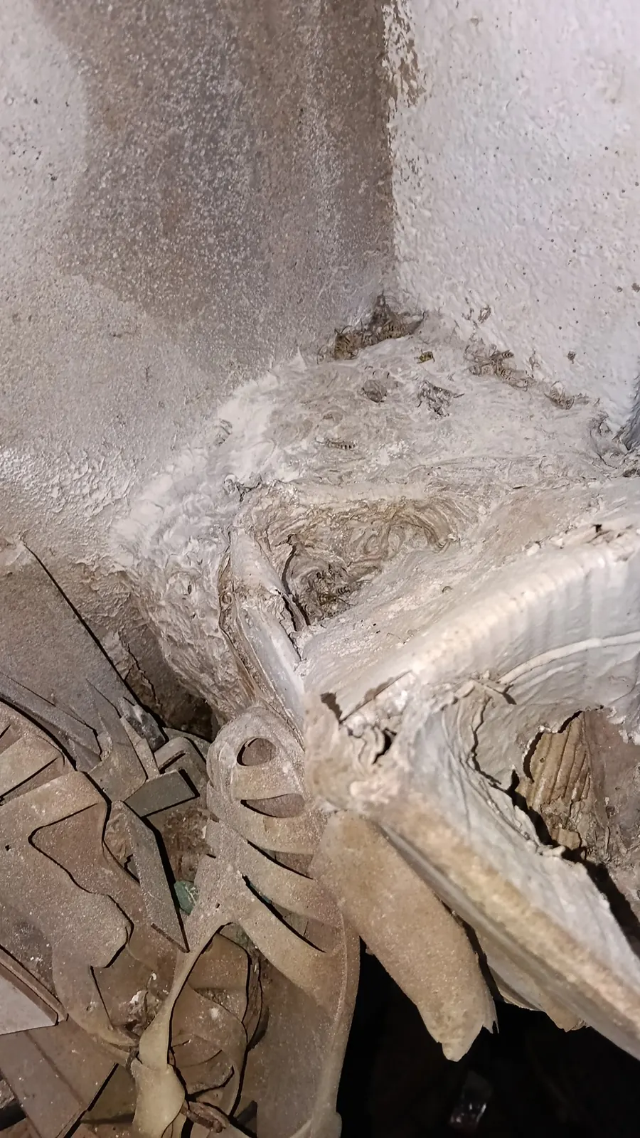Nido de avispas de papel en el rincón de una estructura, con restos de material alrededor