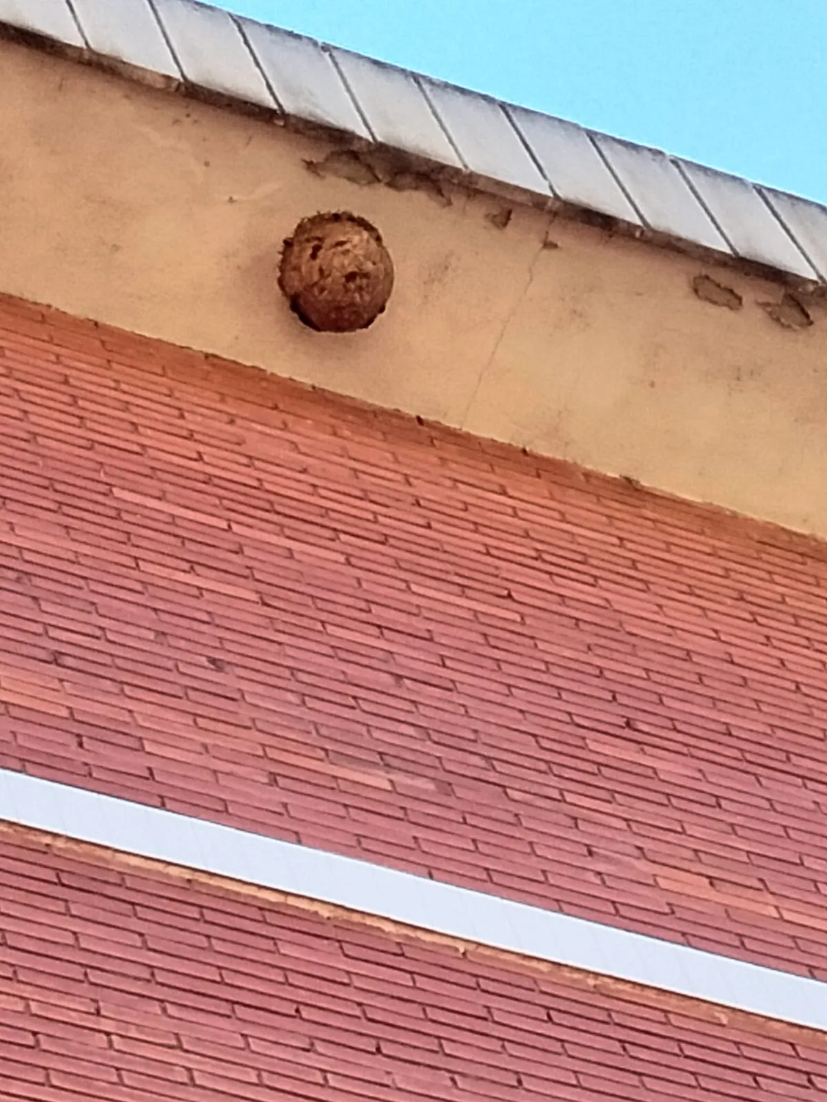 Nido esférico de avispa asiática bajo la cornisa de un edificio de ladrillo