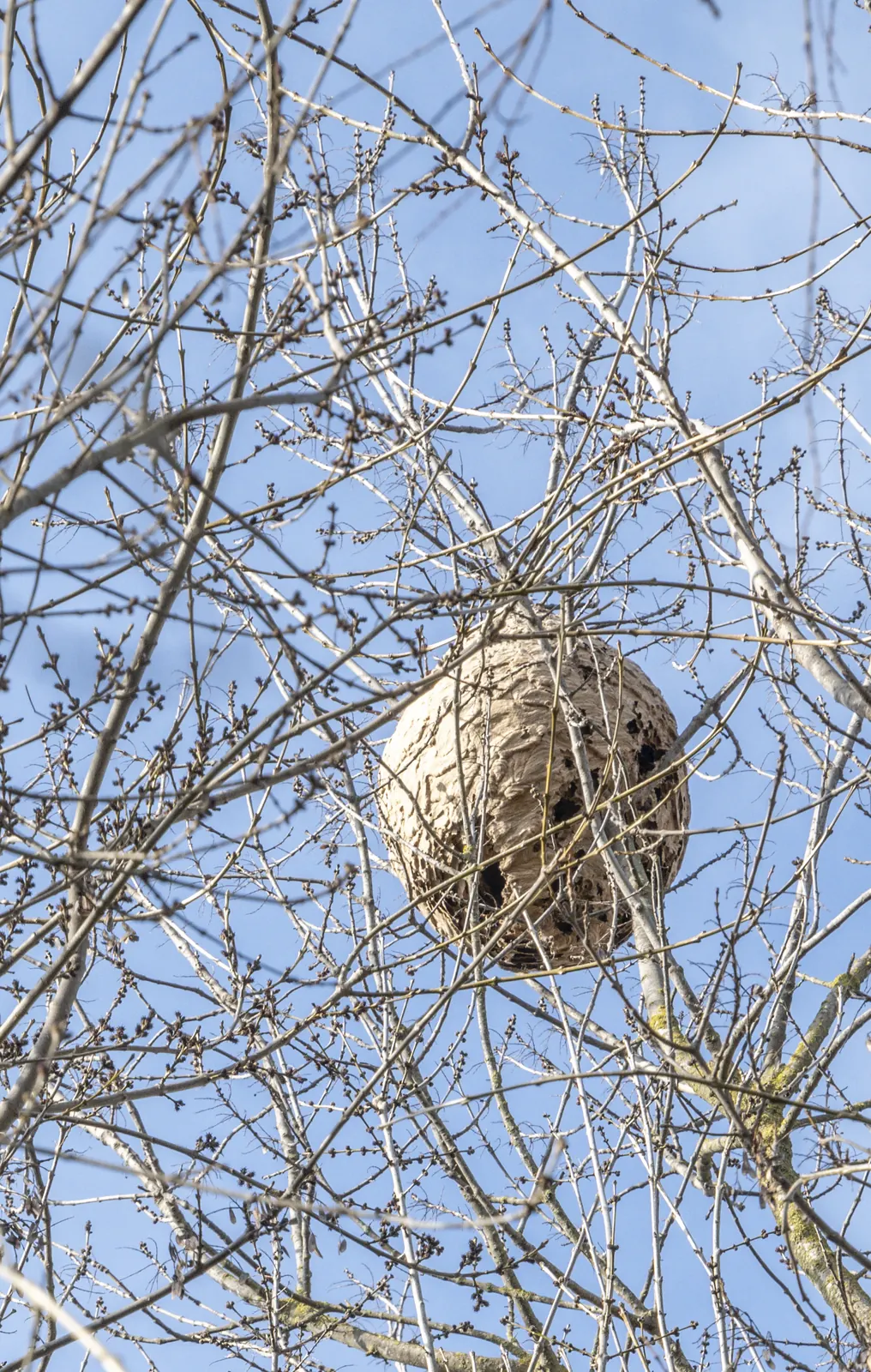 Nido de avispa asiática entre el follaje de un árbol
