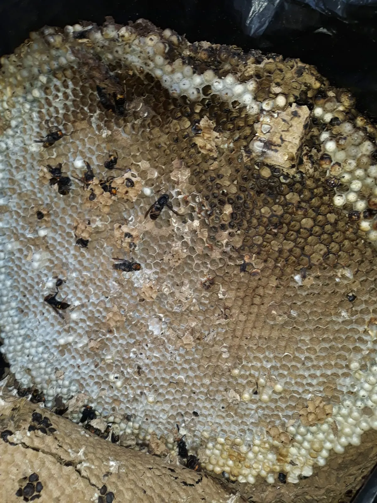 Detalle de un panal con celdas de cría
