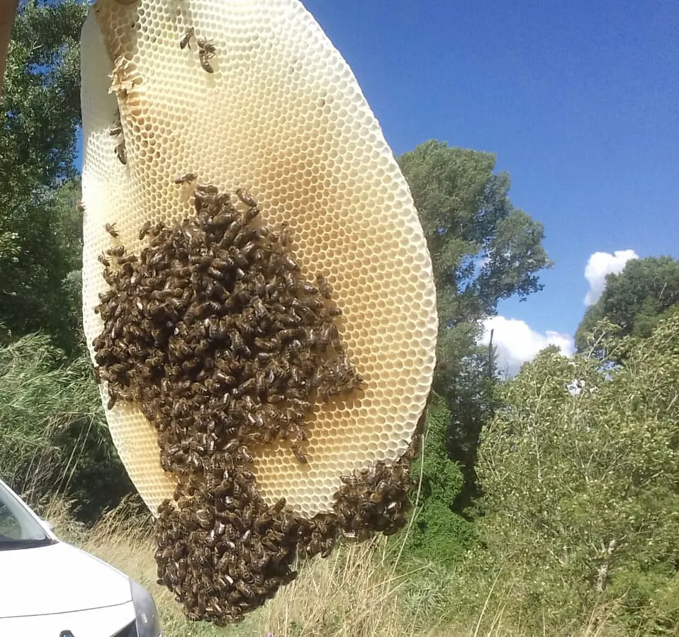 Panal de abejas con un enjambre adherido, al aire libre junto a una zona arbolada