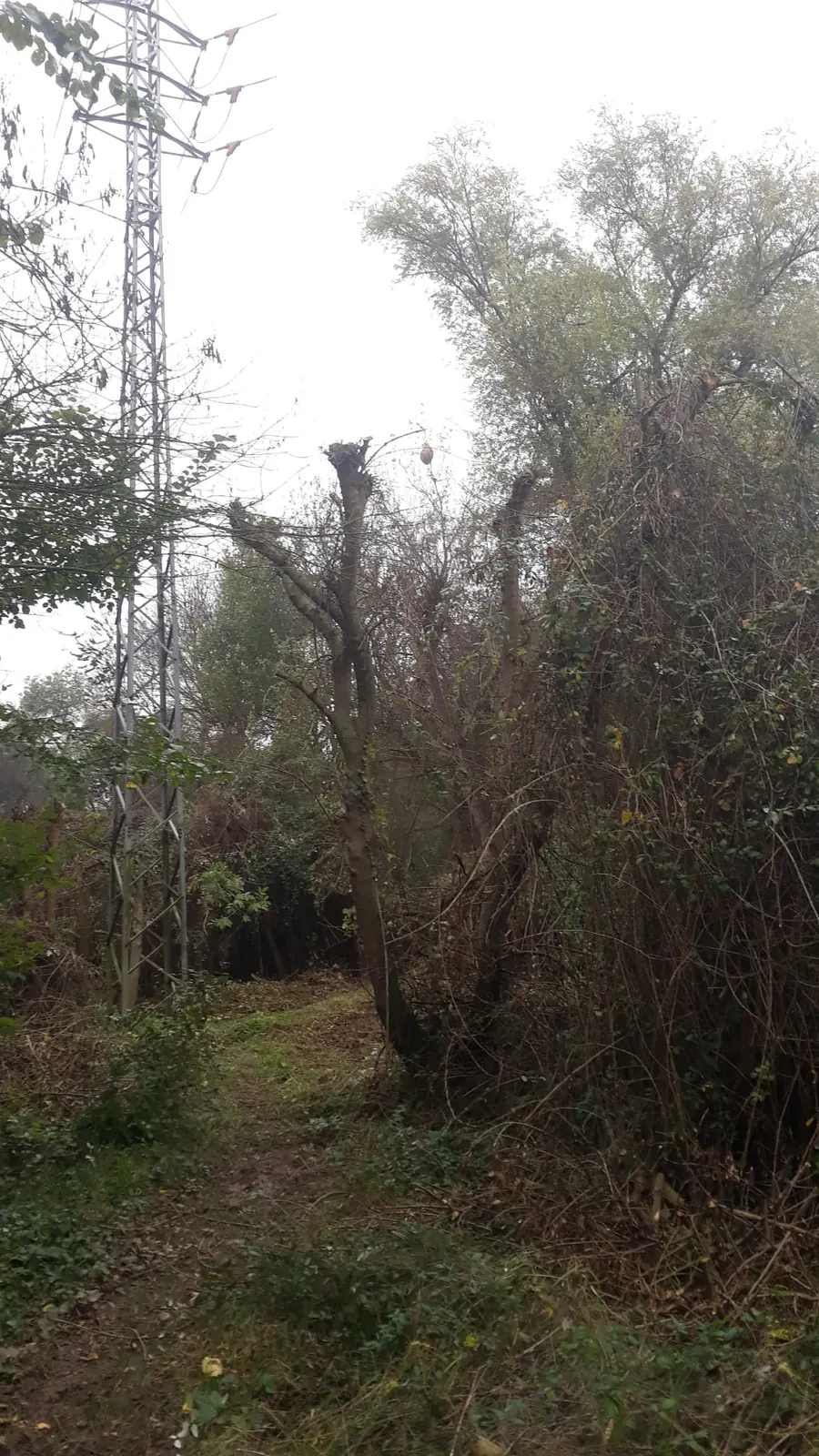 Zona arbolada con vegetación densa junto a una torre eléctrica