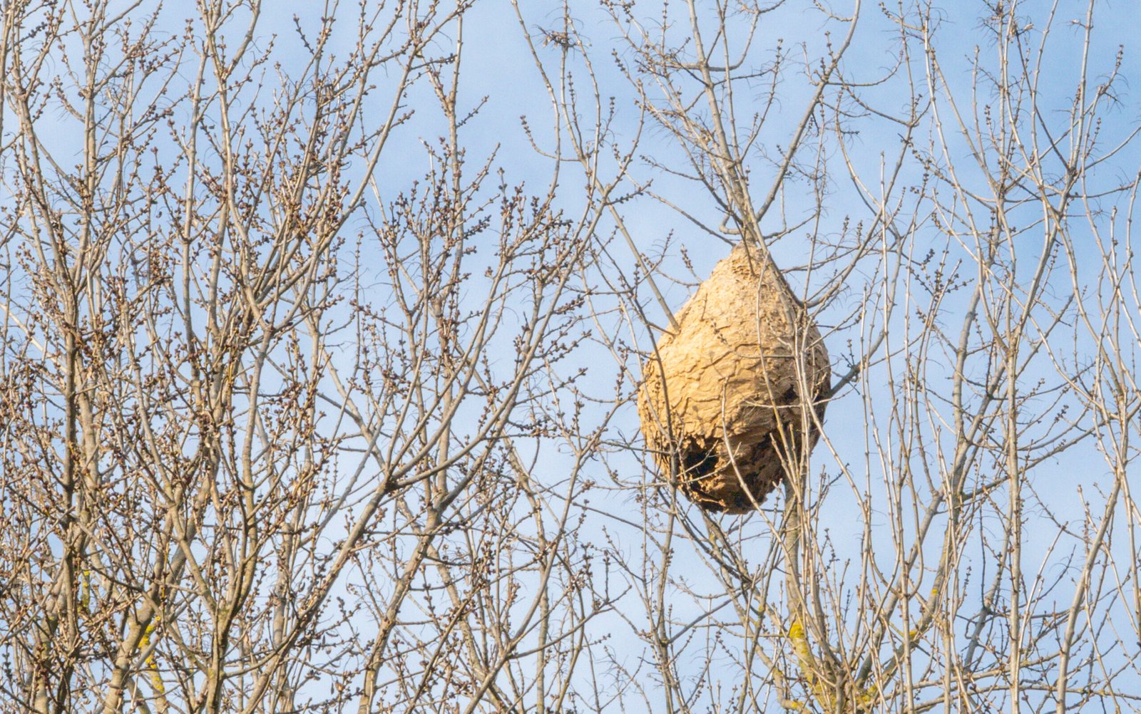 Equipo de La Colmena identificando especie en intervención