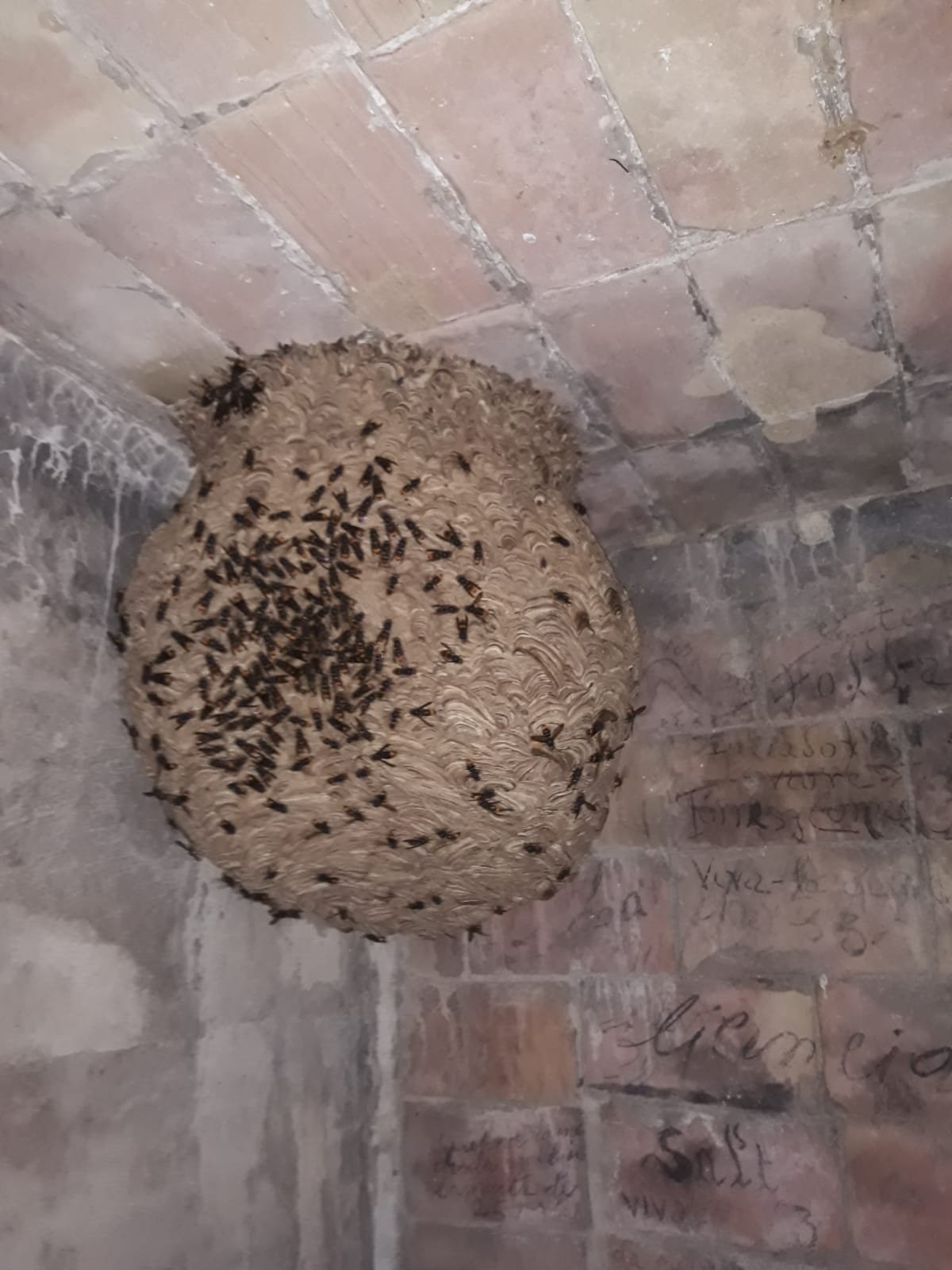 Técnico localizando un nido de avispas en una vivienda