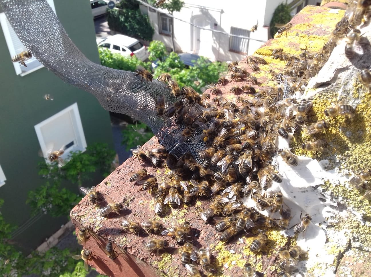 Avispero localizado dentro de un cajón de persiana doméstico