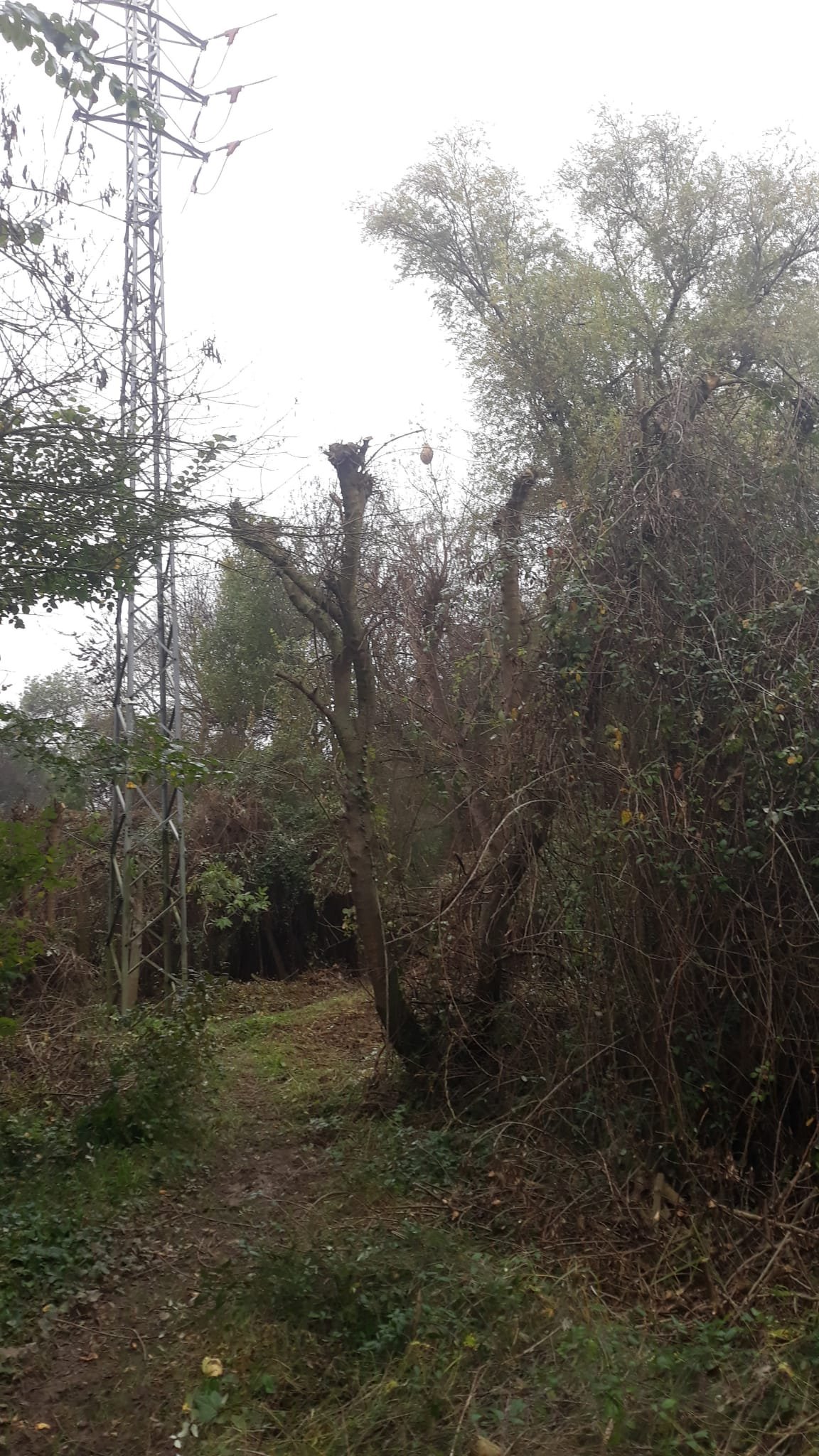 Técnico de La Colmena durante una intervención