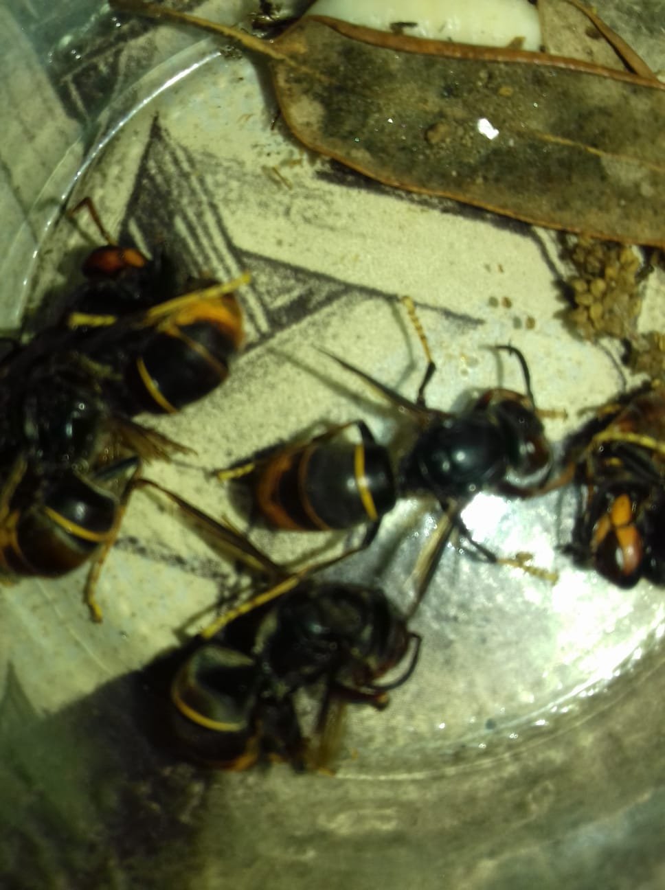 Nido de avispa europea en cavidad de un edificio