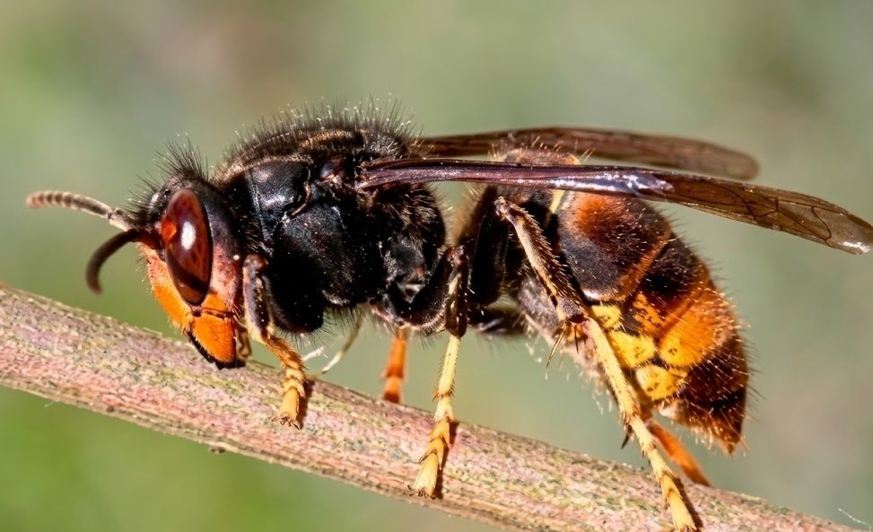 Primer plano de avispa asiática Vespa velutina