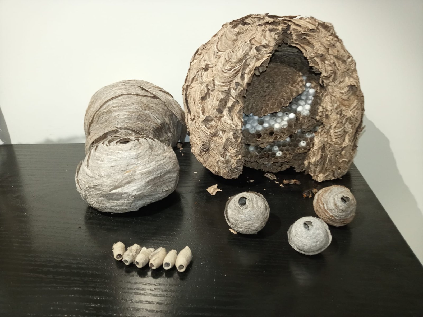 Nido de avispa asiática Vespa velutina retirado por el equipo de La Colmena