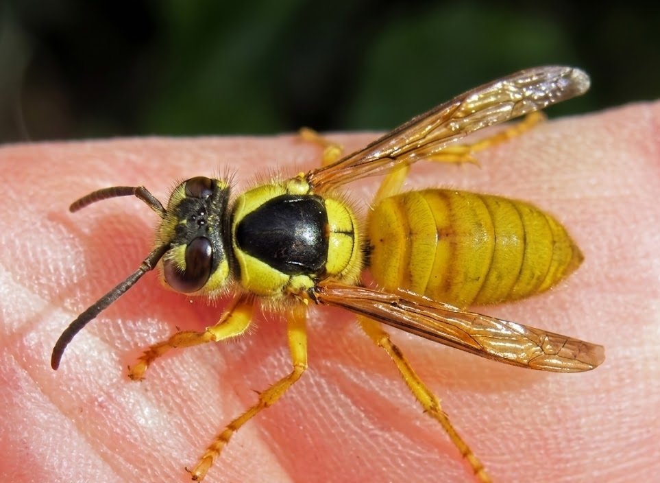 Referencia visual de avispa bicolor Vespa bicolor