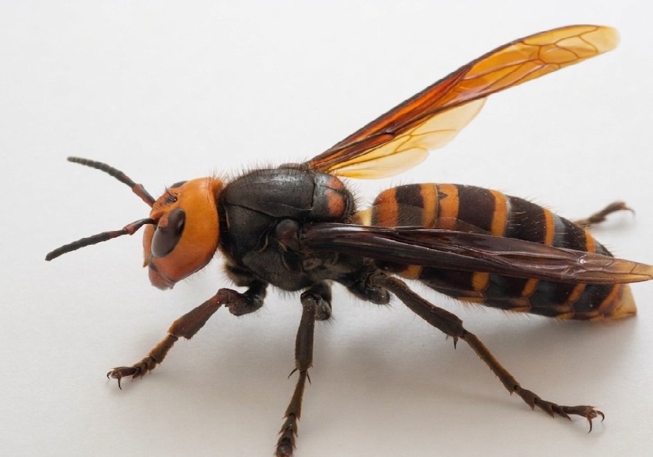 Referencia visual de avispón asiático Vespa mandarinia