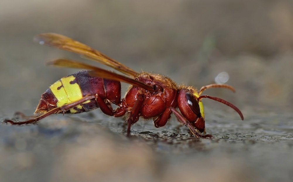 Avispa europea Vespa crabro en primer plano