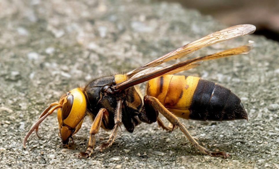 Referencia visual de avispa Soror Vespa soror